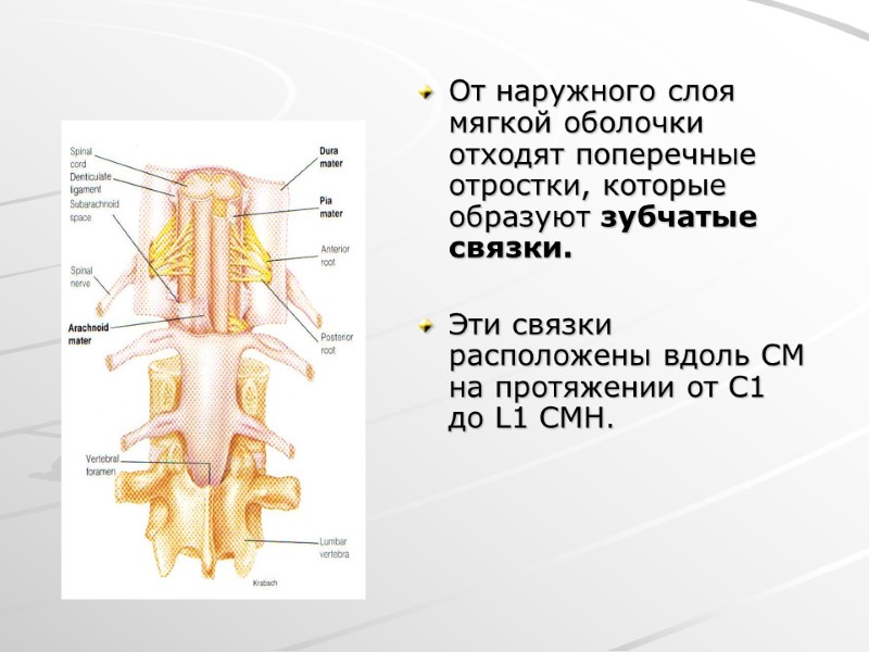 От наружного слоя мягкой оболочки отходят поперечные отростки, которые образуют зубчатые связки.  